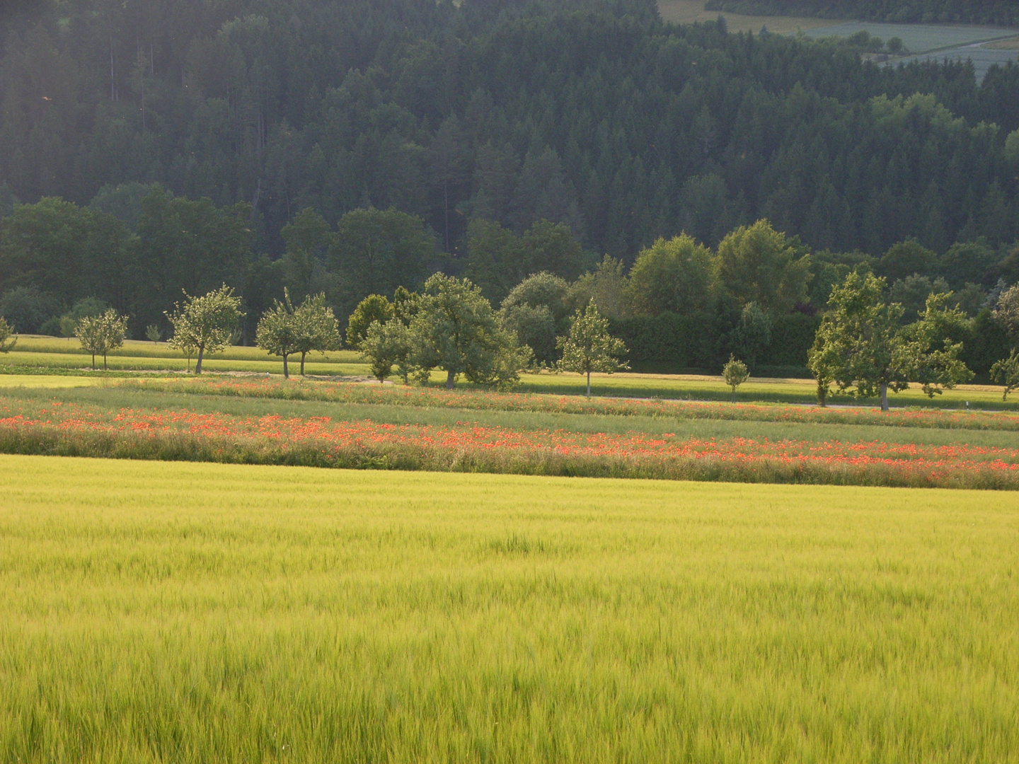 Felder am Abend