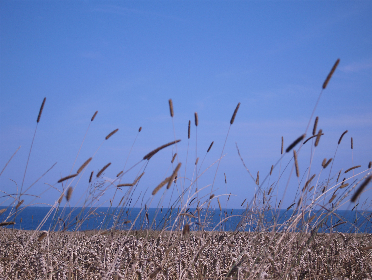 Felder am Meer