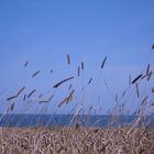 Felder am Meer