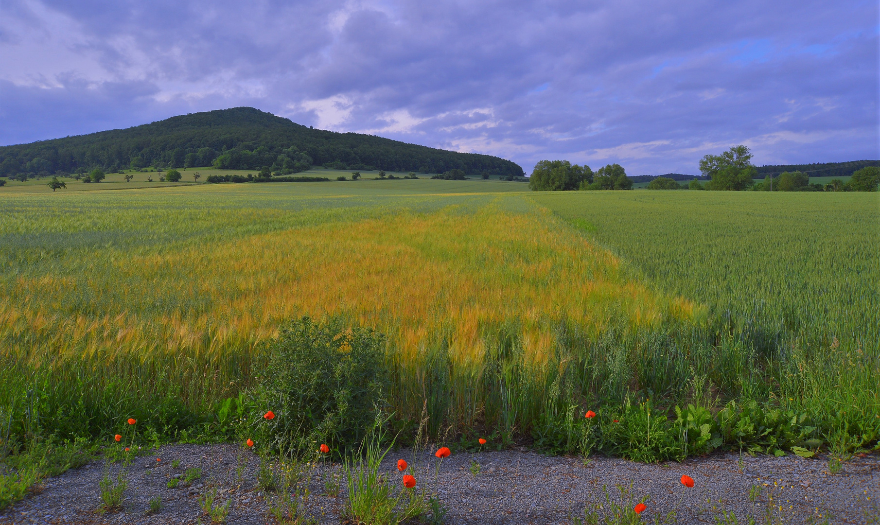 Felder am Morgen (campos por la mañana)