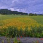 Felder am Morgen (campos por la mañana)