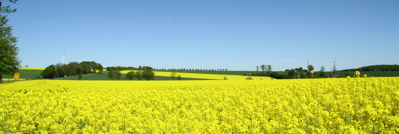 Felder an der "Haar"