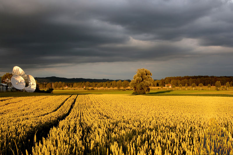 Felder aus Gold und Ohren zum Himmel