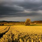 Felder aus Gold und Ohren zum Himmel