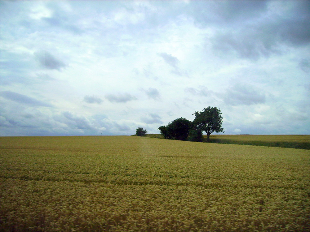 Felder, Bäume und Wolken