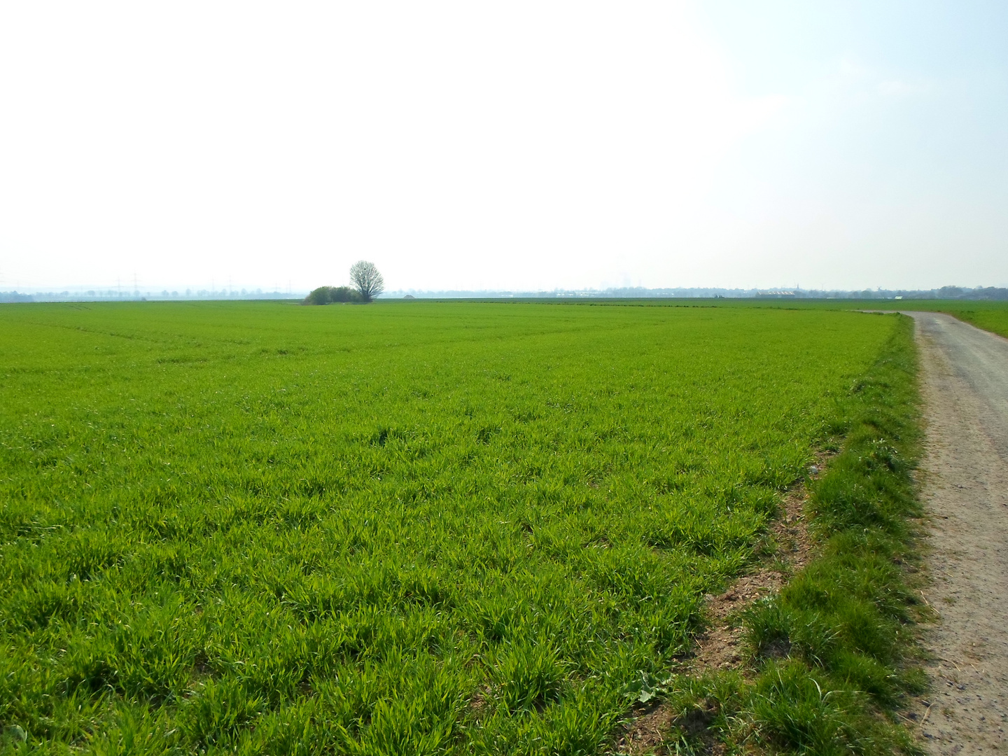 Felder bei Pulheim Sinnersdorf