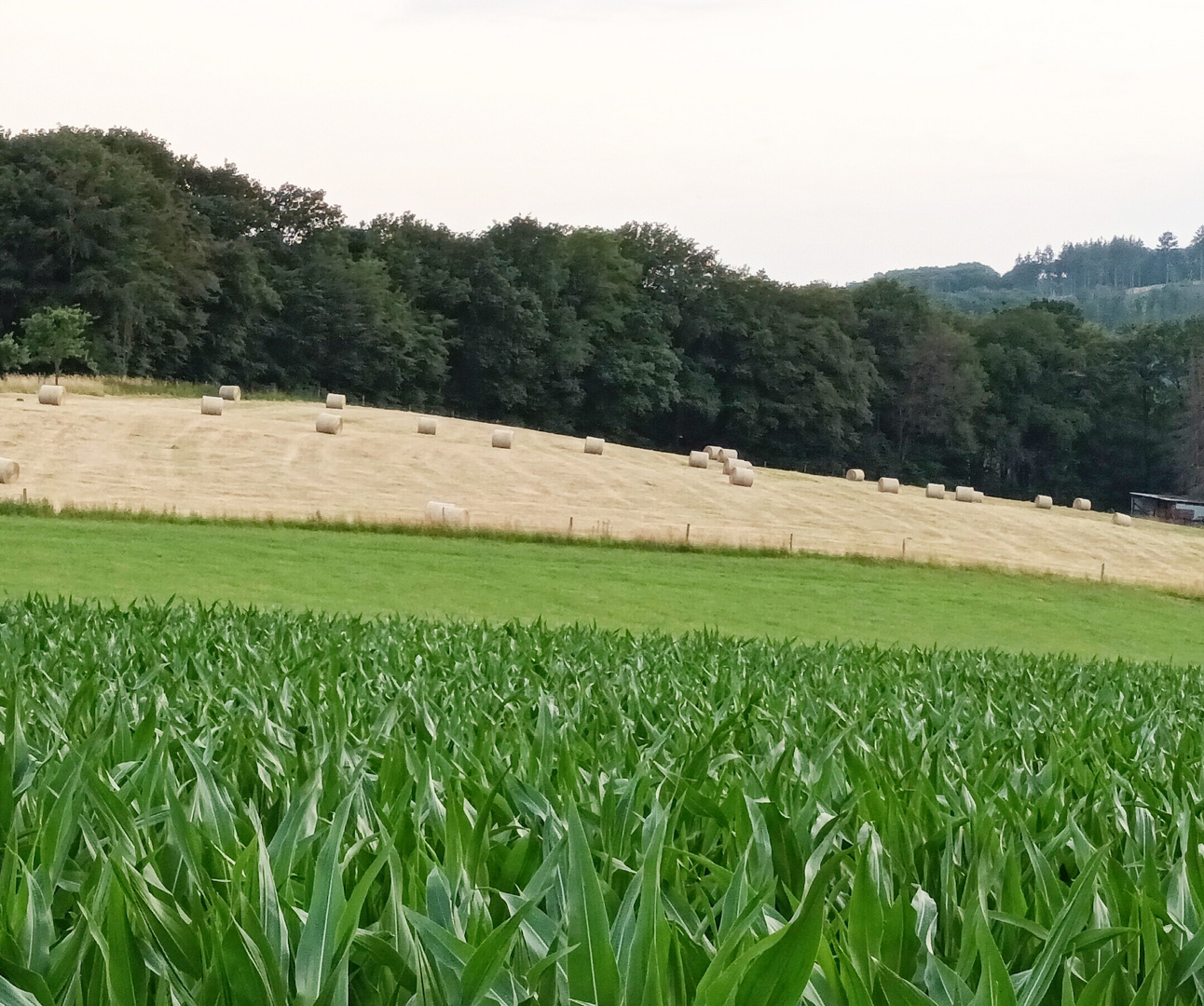 Felder bei Waldbröl-Helzen