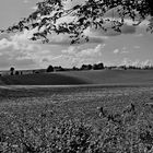 Felder beim Forsthof - Steinheim an der Murr