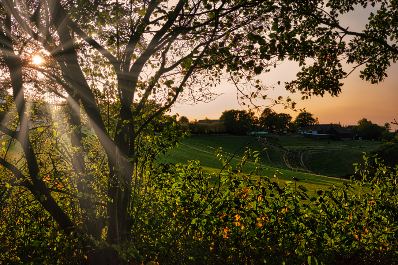 Felder im Abendlicht