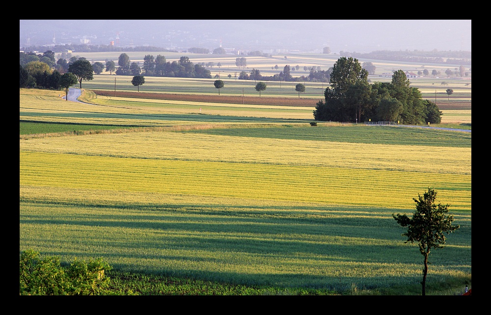 Felder im Abendlicht