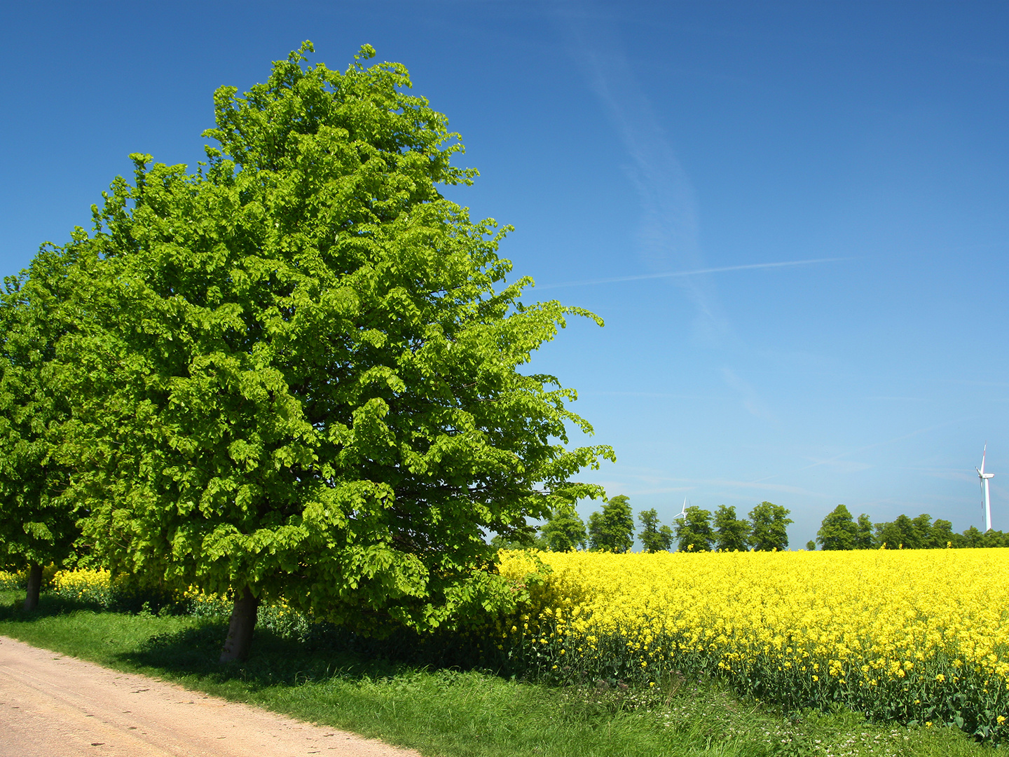 Felder im Frühjahr