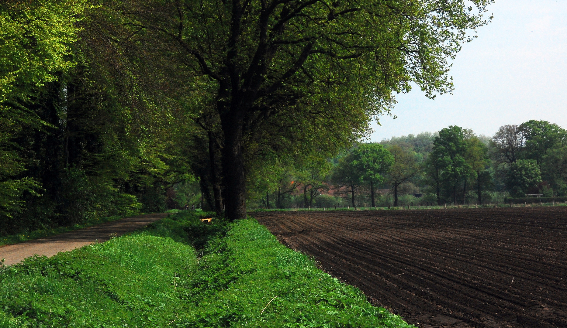 Felder Im Frühling