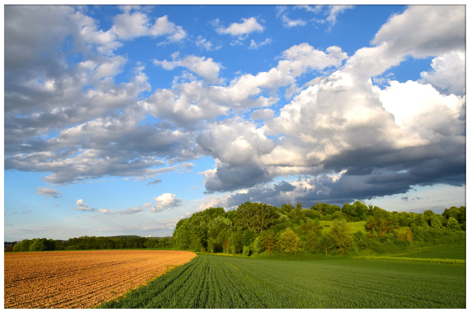 Felder im Frühling