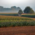 Felder im Frühnebel