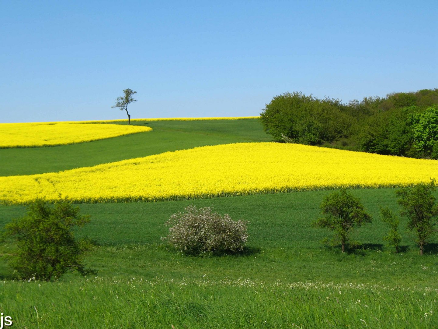 Felder im Frühsommer