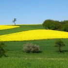 Felder im Frühsommer