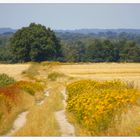 Felder im Hochsommer