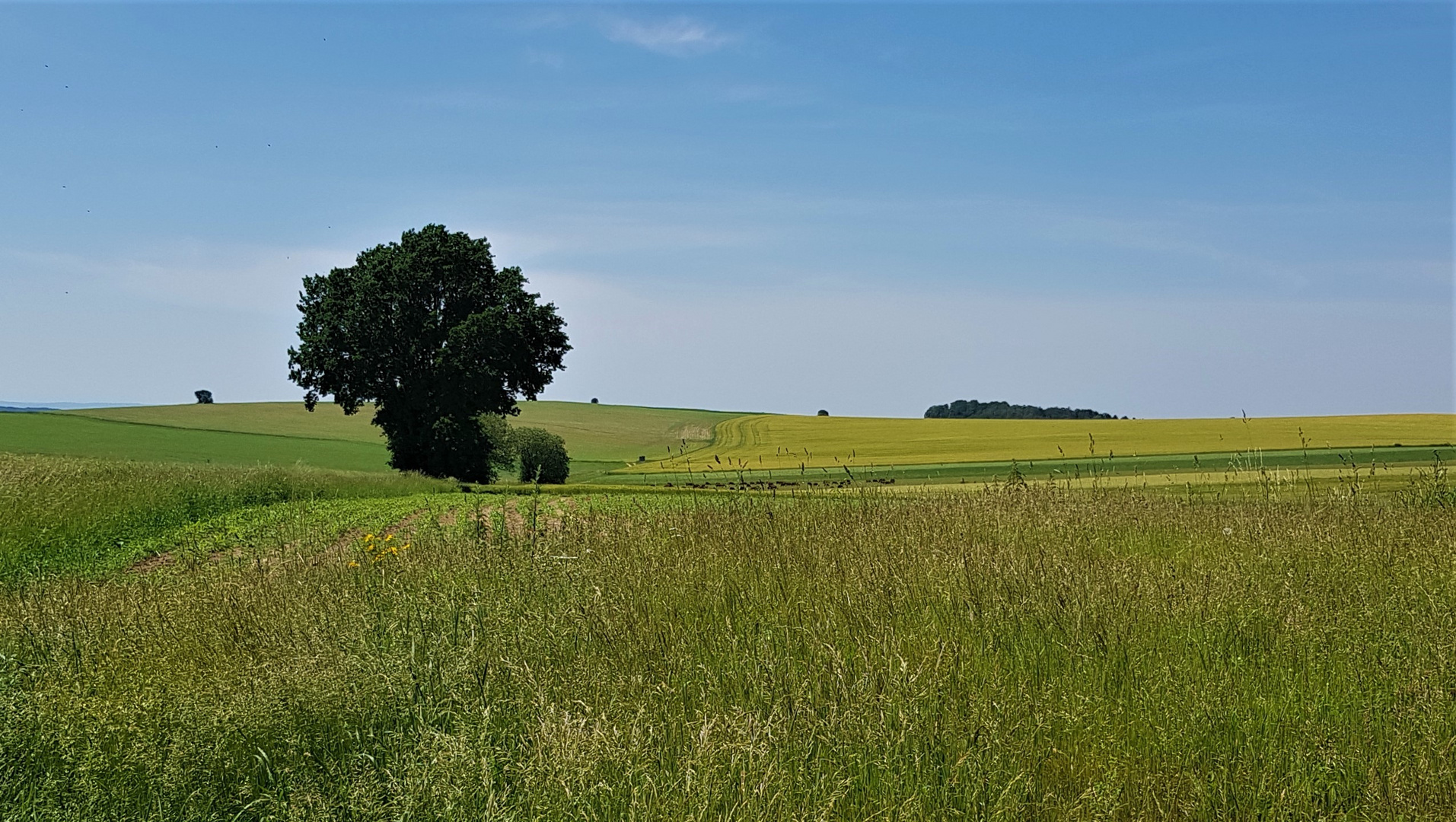 Felder im Juni (1)