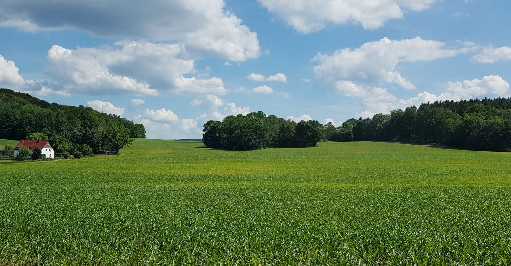 Felder im Juni (3)