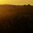 Felder im Morgentau