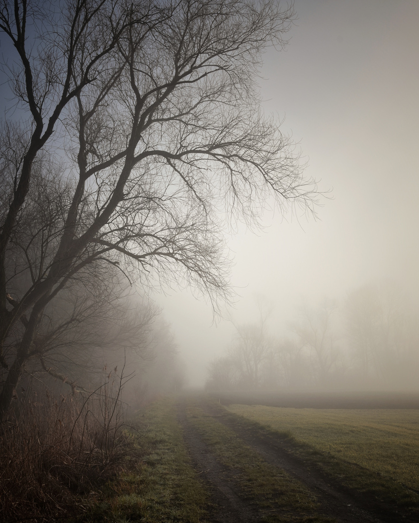 Felder im Nebel