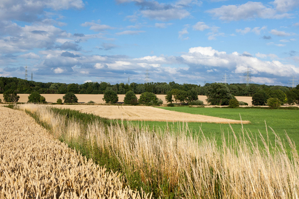 Felder im Sommer 1