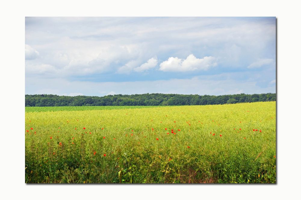 Felder im Sommer