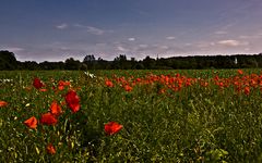 Felder in ROT getaucht ...........