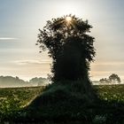 Felder und Bäume und Licht