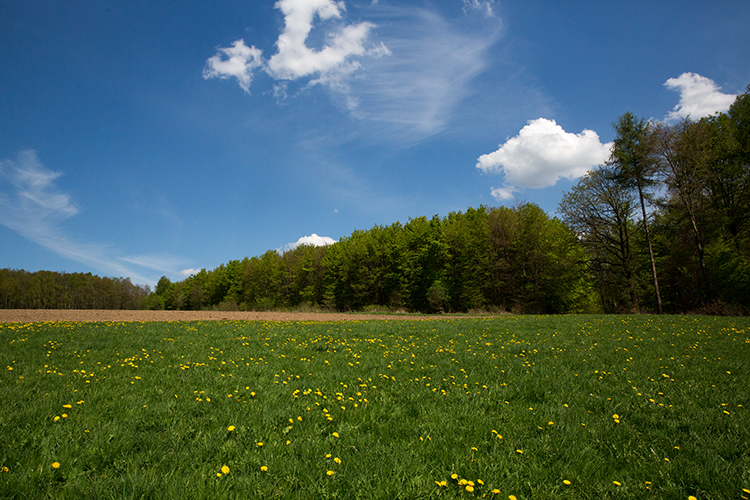 Felder und Wiesen