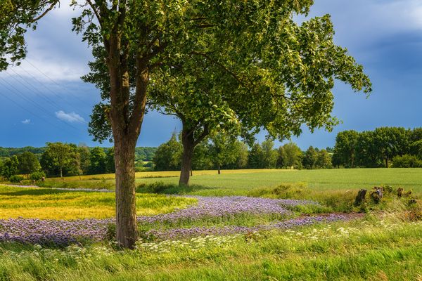 Felder und Wiesen