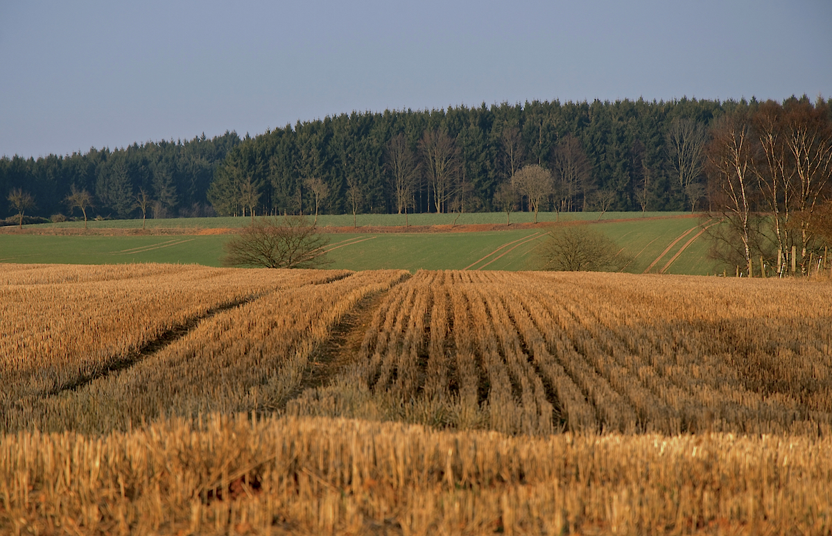 Felder, Wald und Birken