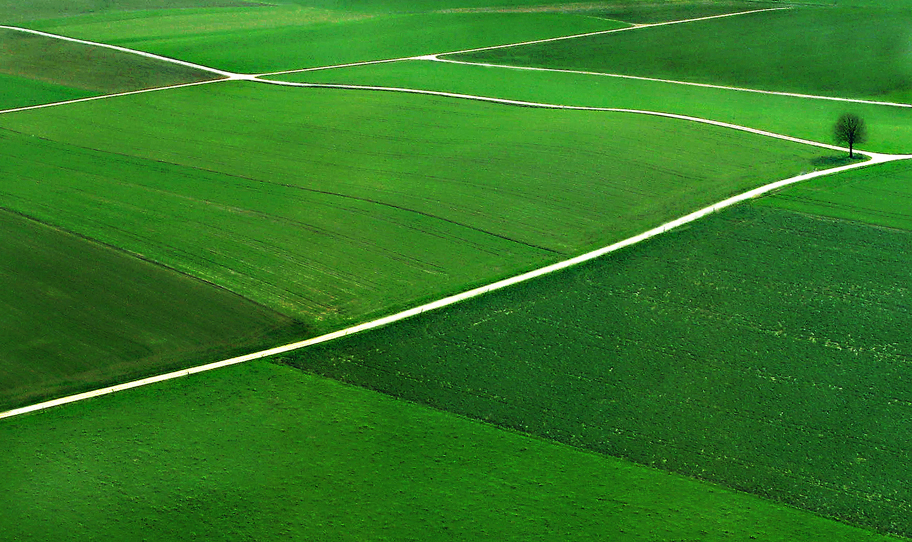 Felder, Wege und ein Baum