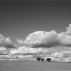 Felder, Wolken und ein paar Bäume