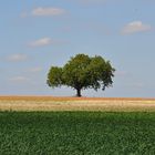 Feldergezeiten im August