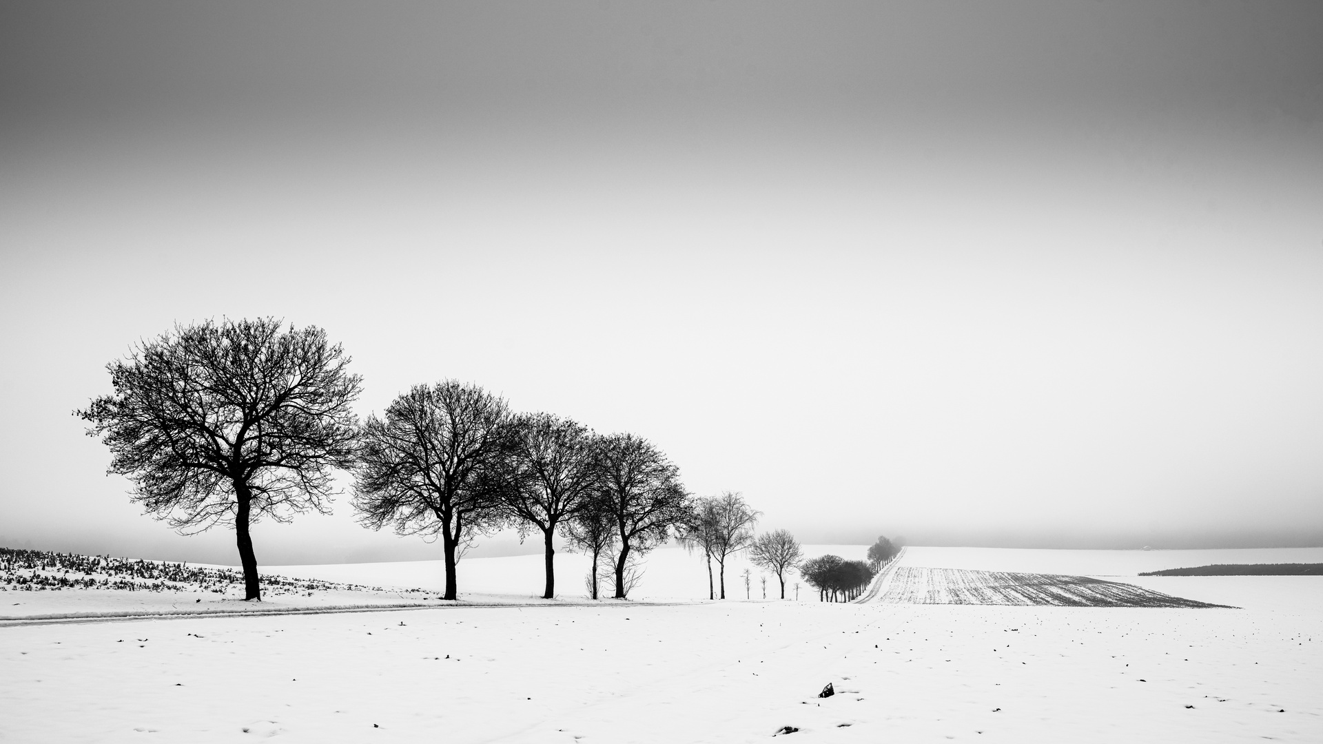 Felderlandschaft im Winter