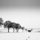 Felderlandschaft im Winter