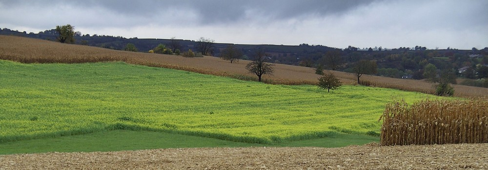 Feldflur im November