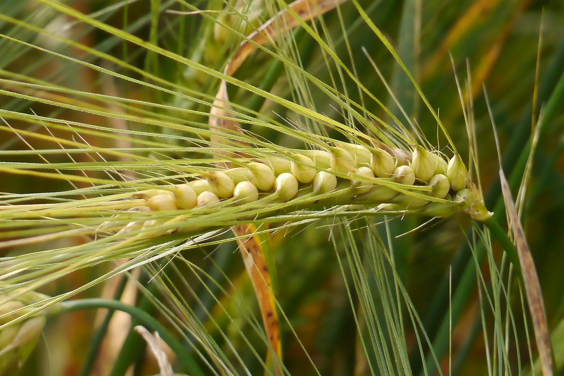 Feldfrucht