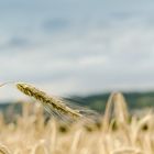 Feldfrüchte im August