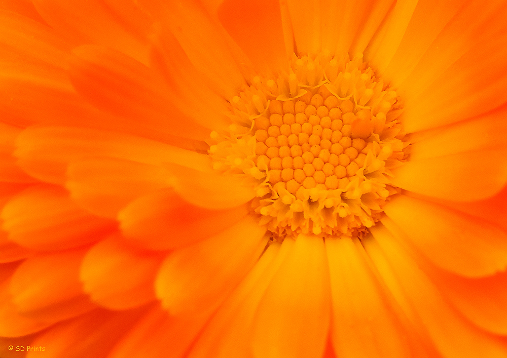 Feldgewächs Blume orange2