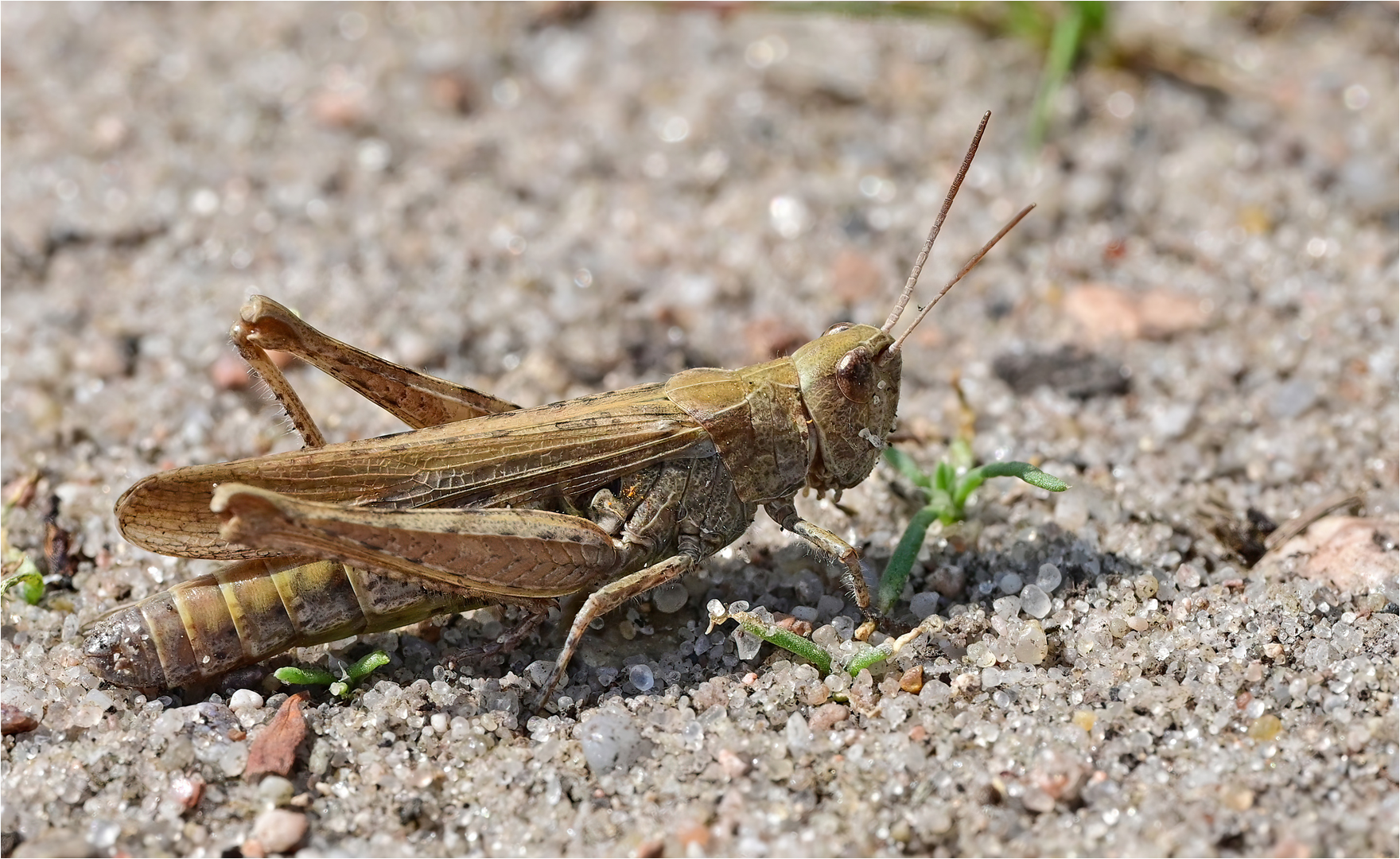 Feldgrashüpfer 