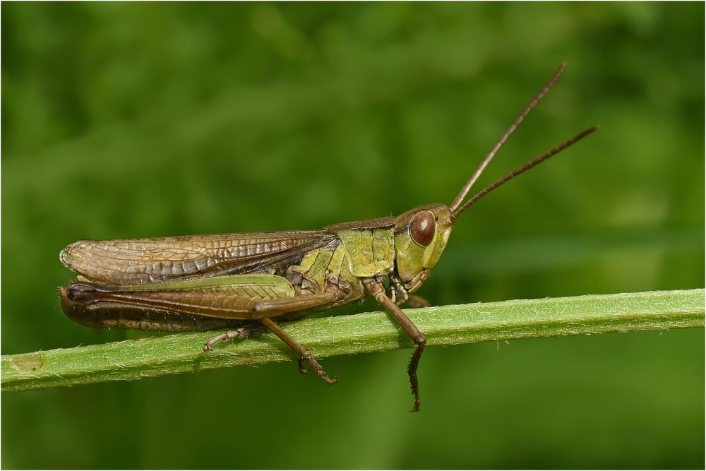 Feldgrashüpfer