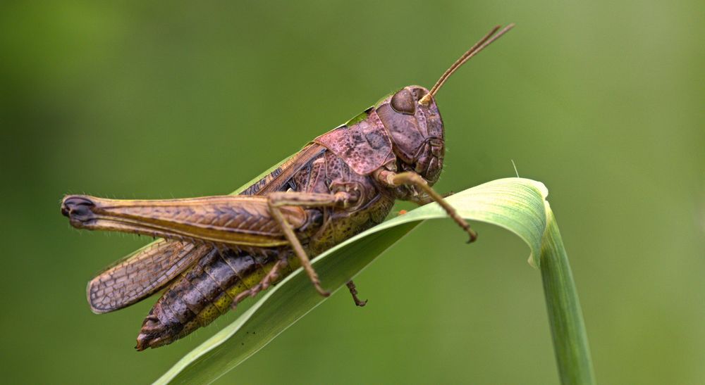  Feldgrashüpfer (Chorthippus apricarius)