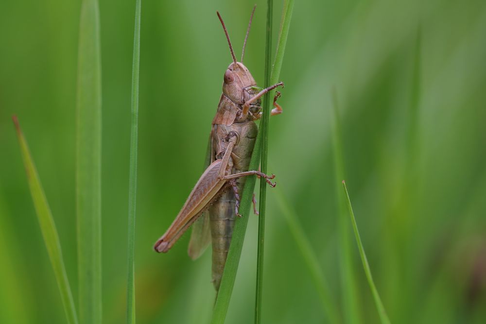 Feldgrashüpfer (Chorthippus apricarius)