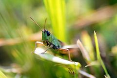 Feldgrashüpfer (Chorthippus apricarius)