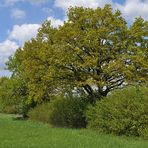 Feldgrenze