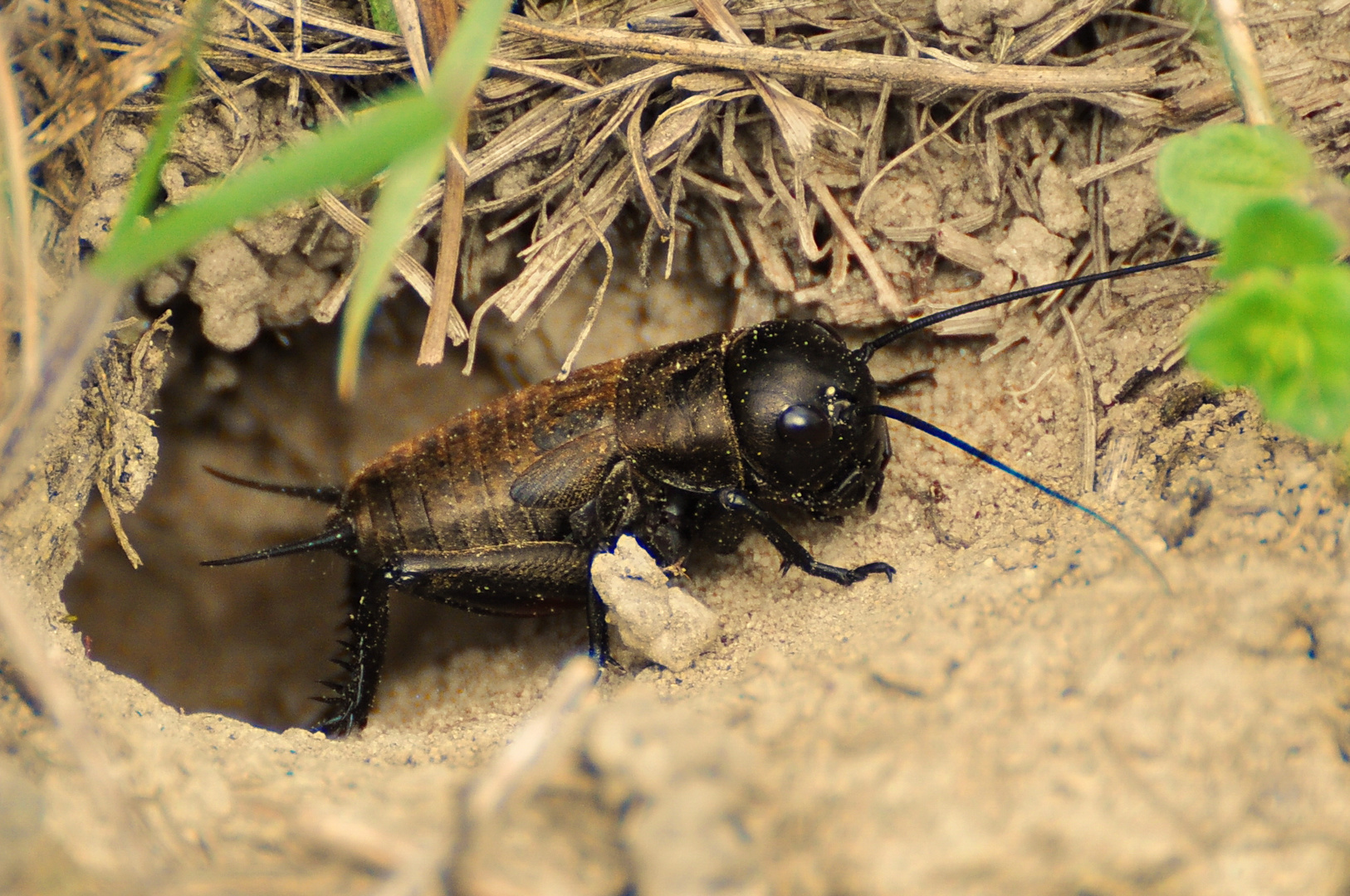 Feldgrille Foto & Bild tiere, wildlife, insekten Bilder auf