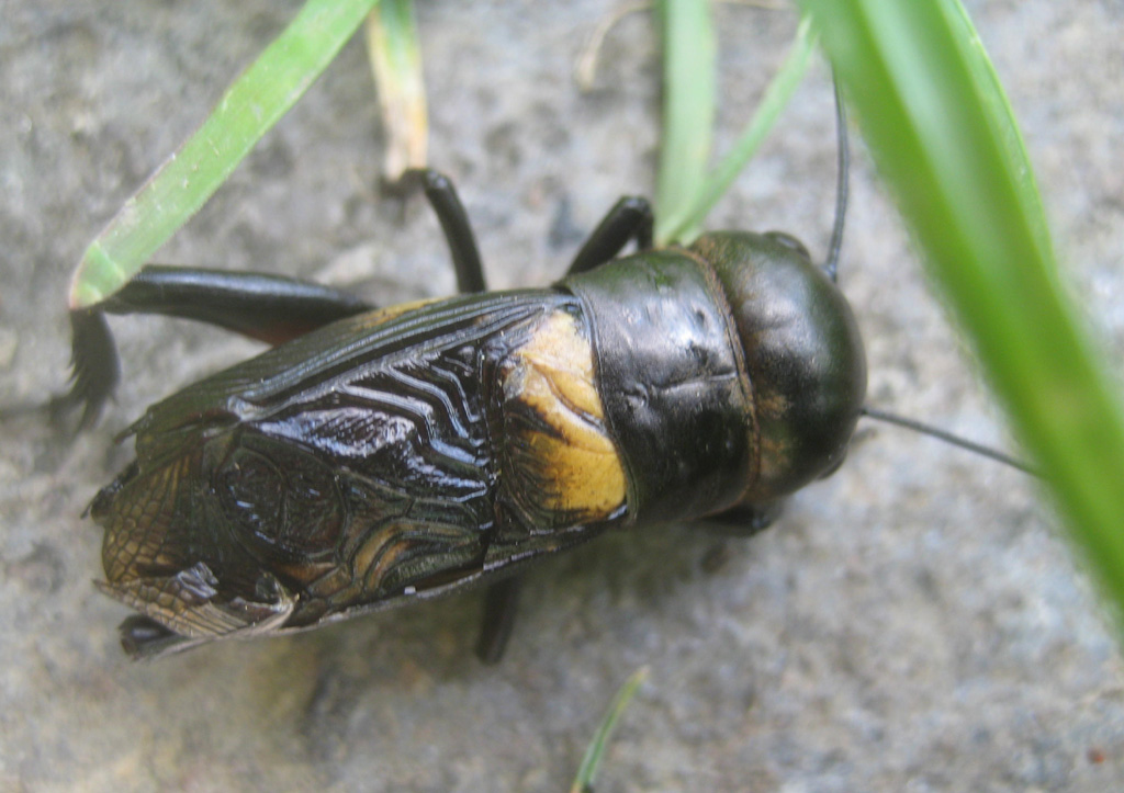 Feldgrille 1 (Gryllus campestris)