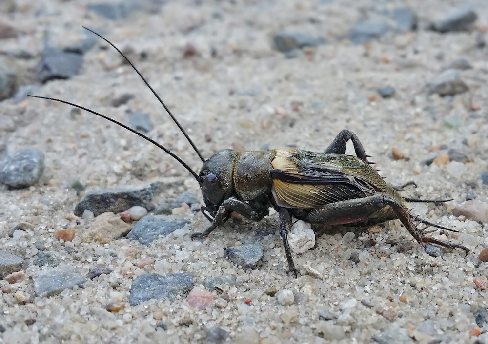 Feldgrille Foto & Bild tiere, wildlife, insekten Bilder auf
